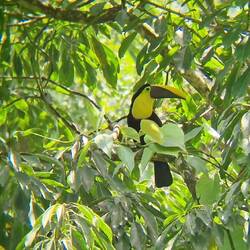 Spot the toucan amazing camoflague