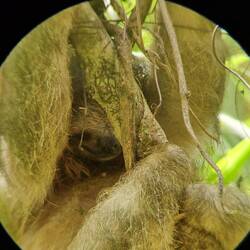 Spot the sloth's face