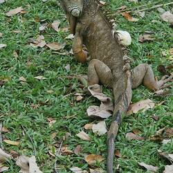 Iguana
