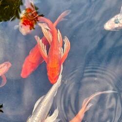 Même les carpes Koï sont incroyables 🤩😍, argentées, presque "irréelles" 😳