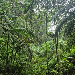 Mitten im dichten Regenwald