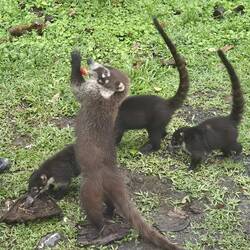 Gefüttertes Obst geht immer