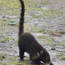 Ein Weißrüssel-Nasenbär auf einem Parkplatz an der Straße