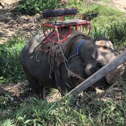 Traurige Elefanten und zum Glück keine Touris da, 😀