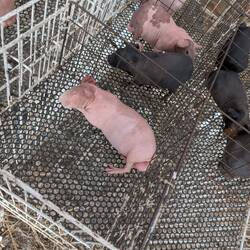 So was verkaufen sie halt hier leider auch.. undefinierbare Geschöpfe 😭😭😭😭