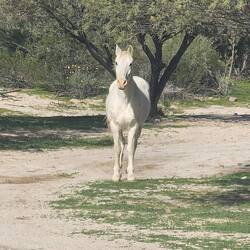 One of the ranch horses came out to greet me