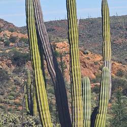 Saguaro