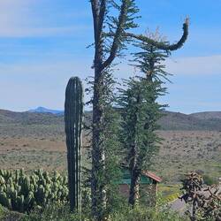 Cirios cacti...also known as Dr Suess Cacti