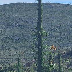 Looks like from another world