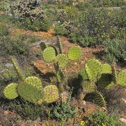 Desert is very green from previous rain