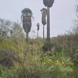 Blue palm trees line the dry riverbed