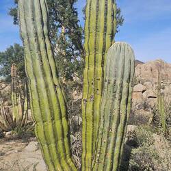 Huge Saguaro cactus