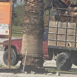 Ranchand loaded 2 horses in truck and drove off