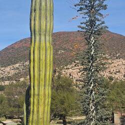 Landscape abounds in cacti