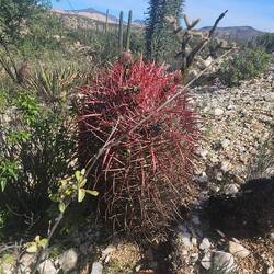 Barrel cactus. It stores water