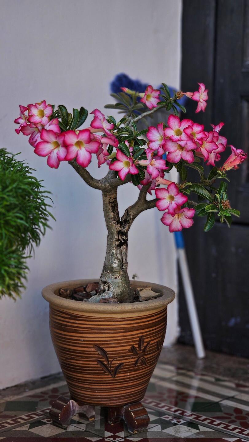 Ob meine Wüstenrose auch mal blüht?