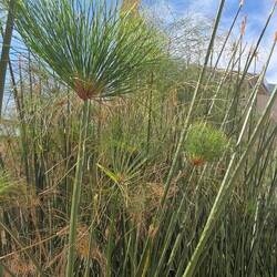 Papyrus growing along the GEM