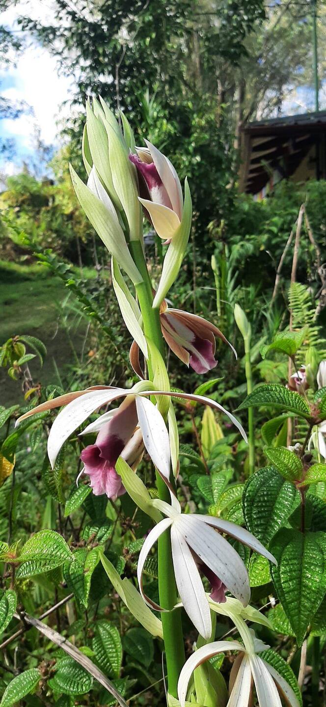 Orchidée