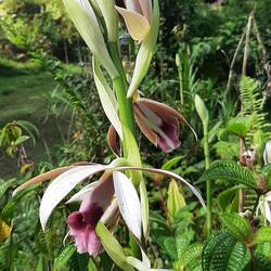Orchidée