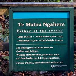 Ein "Star" des Waldes - mit geschätzten 2000 Jahren der älteste bekannte Kauri-Baum