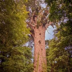 Der Tane Mahuta oder auch Gebieter des Waldes - mit 51,20 Meter der grösste lebende Kauri