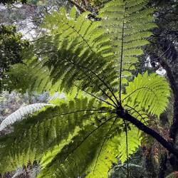 Der Silberfarn - die feinfächrige Nationalpflanze ist in ganz Neuseeland zu finden