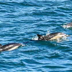 Sie waren ganz nah, schwammen neben uns und tauchten dann unter dem Schiff ab