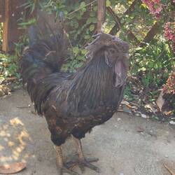 Ayam Cemani aus Indonesien