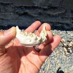 Das Gebiss von irgendetwasem...