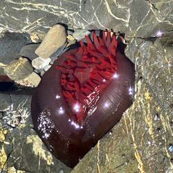 Ein schliessende Anemone