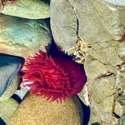 Und hier komplett geöffnet