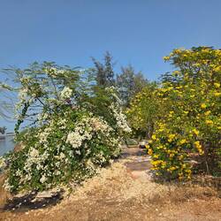 Bougainvillier et bignone jaune ou trompette d'or