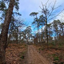 Die Heide ist auch im Winter.....