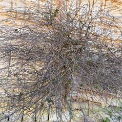 Capers when we were there !