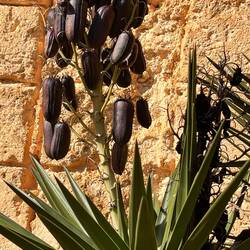 Yucca fruits