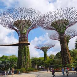 Super Trees