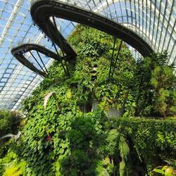 Cloud Forrest