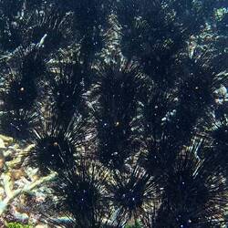 Army of urchins