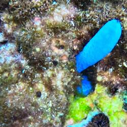 Seastar finger poking out