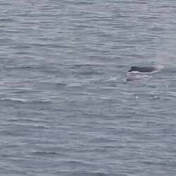 One of many whale sightings