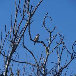 Eisvogelart (Götzenliest)