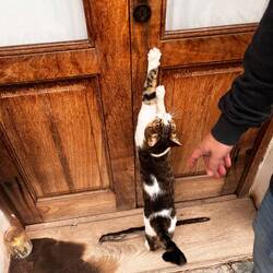 Guten Morgen! ☀️ die kleine Dame will zum Kuscheln in unser Zimmer