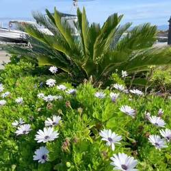 Der neue Weg durch 🍊Plantagen vermischt sich noch mit Erlebnissen der letzten Tage💞