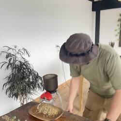 ..und nach der Trocknung erneut geschält...