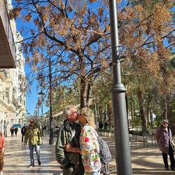 Spanischer Mistelstrauch Baum 🌳💋