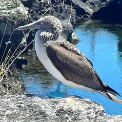 Fou à papattes bleues