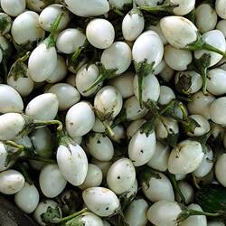 mini aubergines
