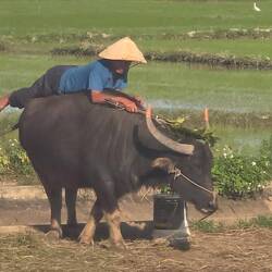 BMW - Bauer mit Wasserbüffel, wie der Reiseleiter sagte