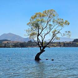 Wanaka Baum