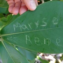 Feuille de l'arbre autographe
